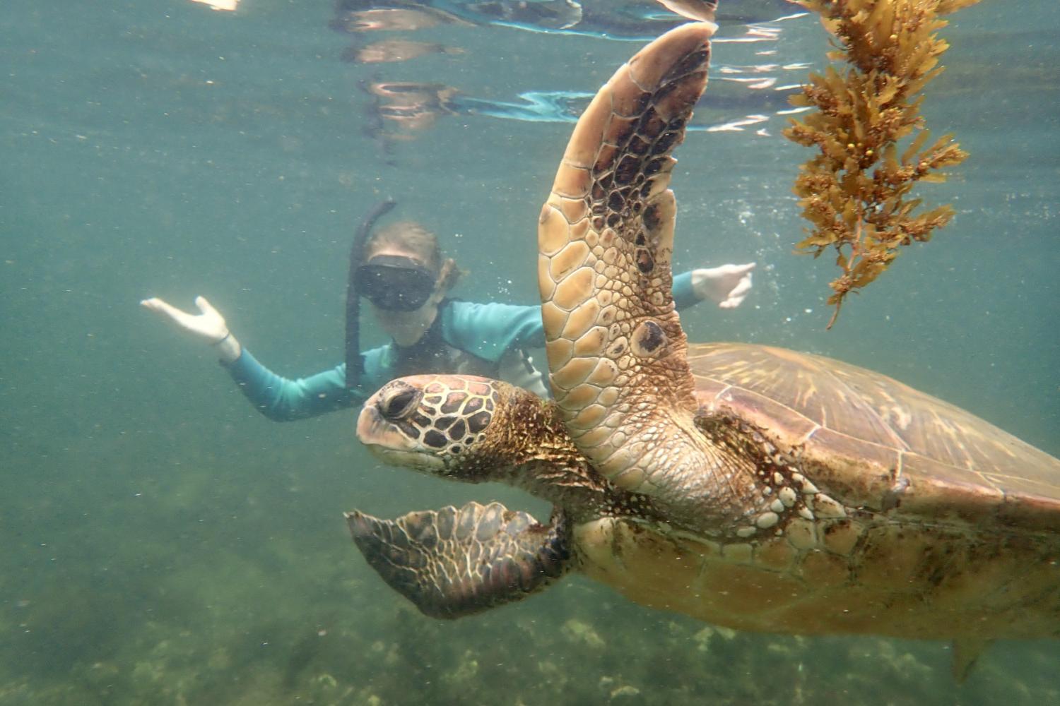 一名<a href='http://cv9q.ngskmc-eis.net'>全球十大赌钱排行app</a>学生在Galápagos群岛游学途中与一只巨龟游泳.